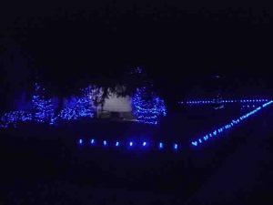 Picture of Blue LED Xmas lights outdoors, house front fence with C9 LED bulb strings, and miniature blue LEDs, wrapped around big blue spruce tree trunks. Outdoor Christmas Light Decorating Ideas.